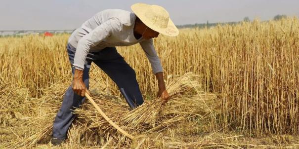 小麦收获在即,小麦收割之后就卖掉,农民为啥不爱储存粮食了?